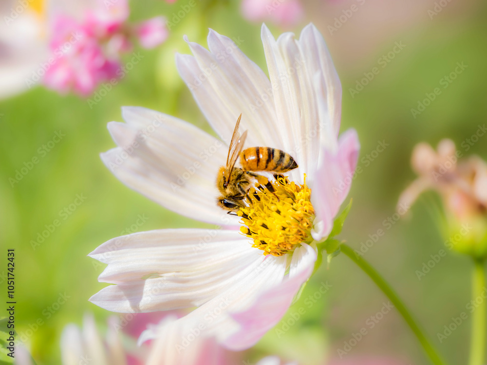 Obraz premium 秋の公園や花壇を彩るコスモスのある風景。コスモスの蜜を集めに来たミツバチ。午後の眩しい光に包まれる様子。背景。自然風景素材。心象風景。