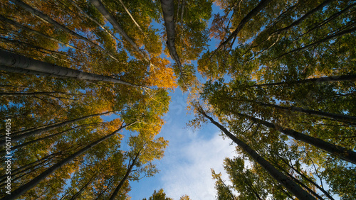 forest in the morning with autumn colors