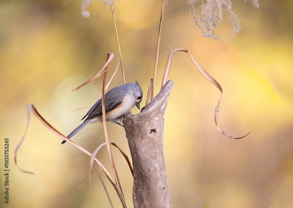 Obraz premium titmouse songbird looking for seed against golden background