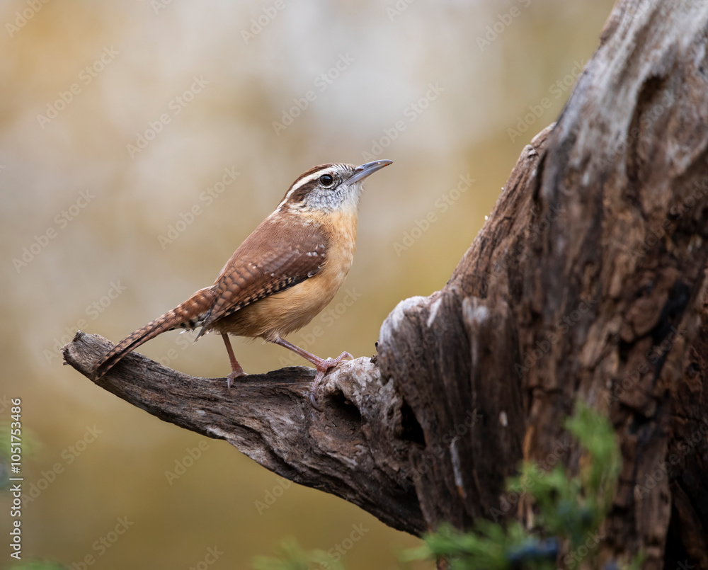 Obraz premium Carolina wren on perch against golden background