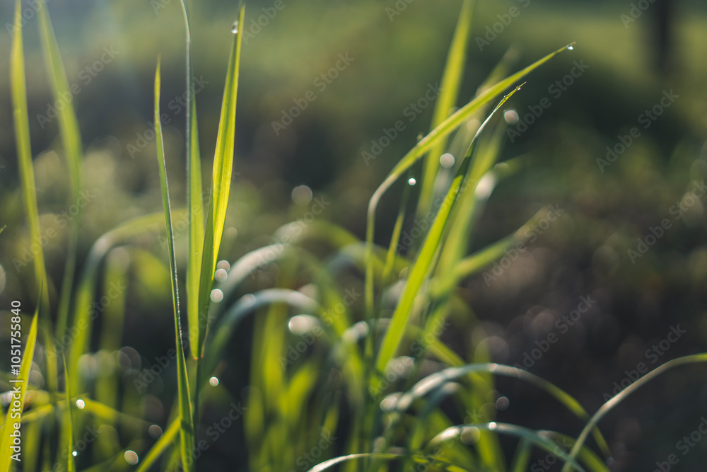 Macro closeup photo of green grass with natural sun light and water drops, abstract background Macro closeup photo of green grass with natural sun light and water drops, abstract background