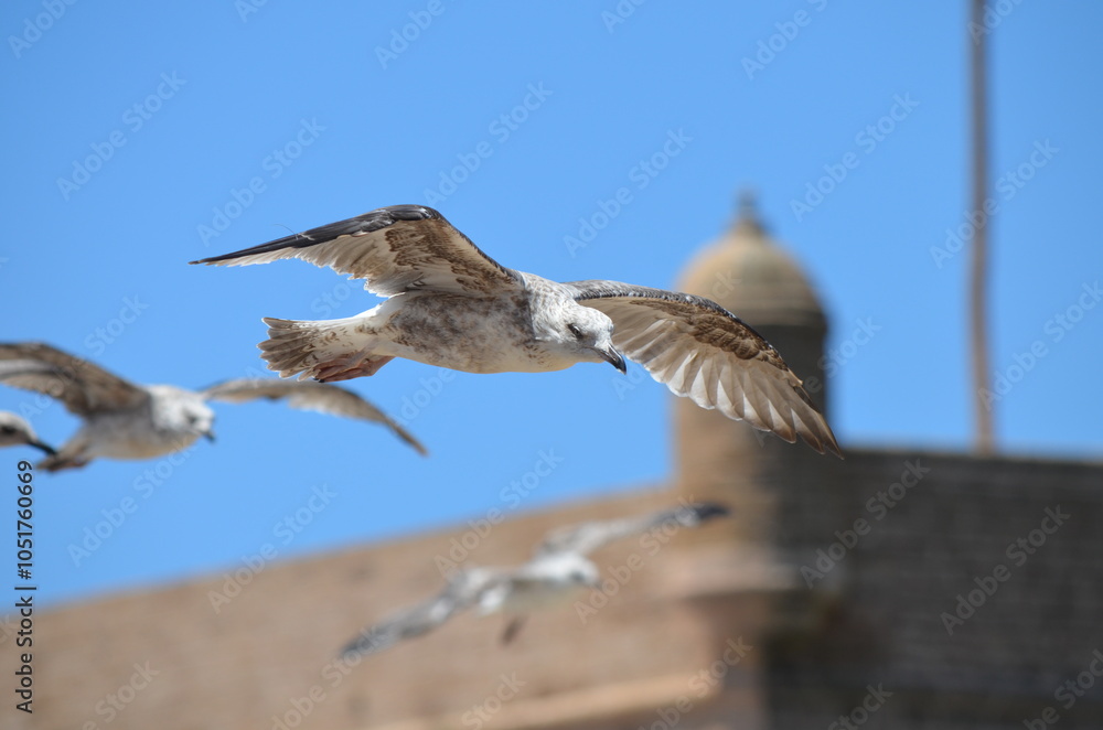 A seagull gliding gracefully in front of the Skala de la Ville in Essaouira. The bird’s wings are spread wide against the backdrop of the fortress and clear blue sky
A seagull gliding gracefully in front of the Skala de la Ville in Essaouira. The bird’s wings are spread wide against the backdrop of the fortress and clear blue sky