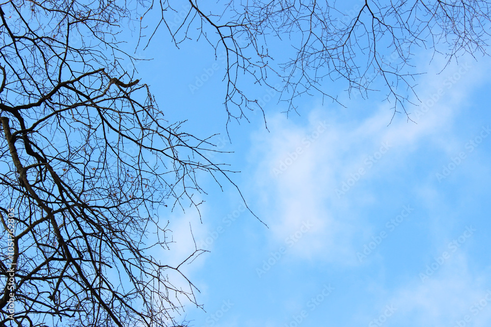 Obraz premium Bare Tree Branches Against a Clear Blue Sky on a Winter Day