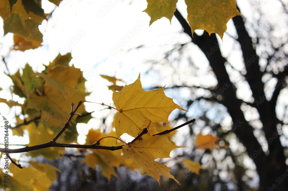 Fototapeta premium Golden Autumn Leaves Against Bare Tree Branches in Crisp Fall Atmosphere