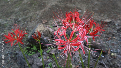 red and yellow flower,ひがん photo