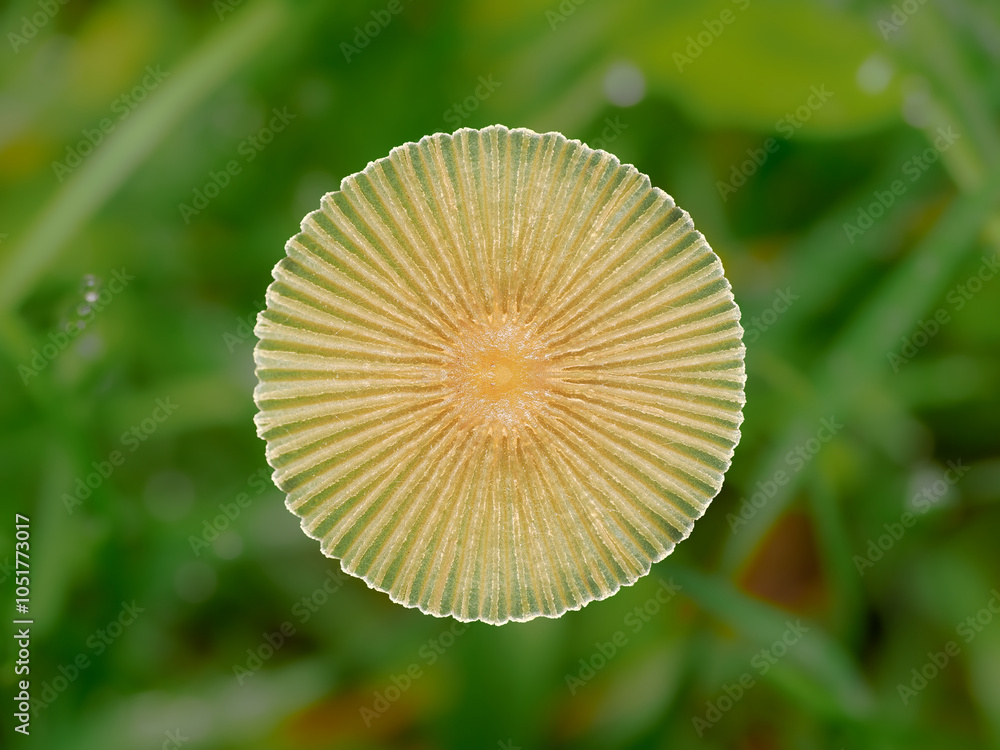 close up of a mushroom close up of a mushroom