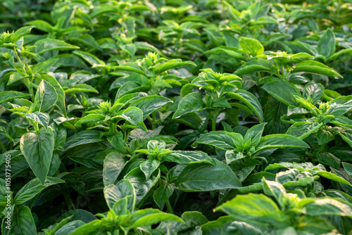 close up of a basil plant