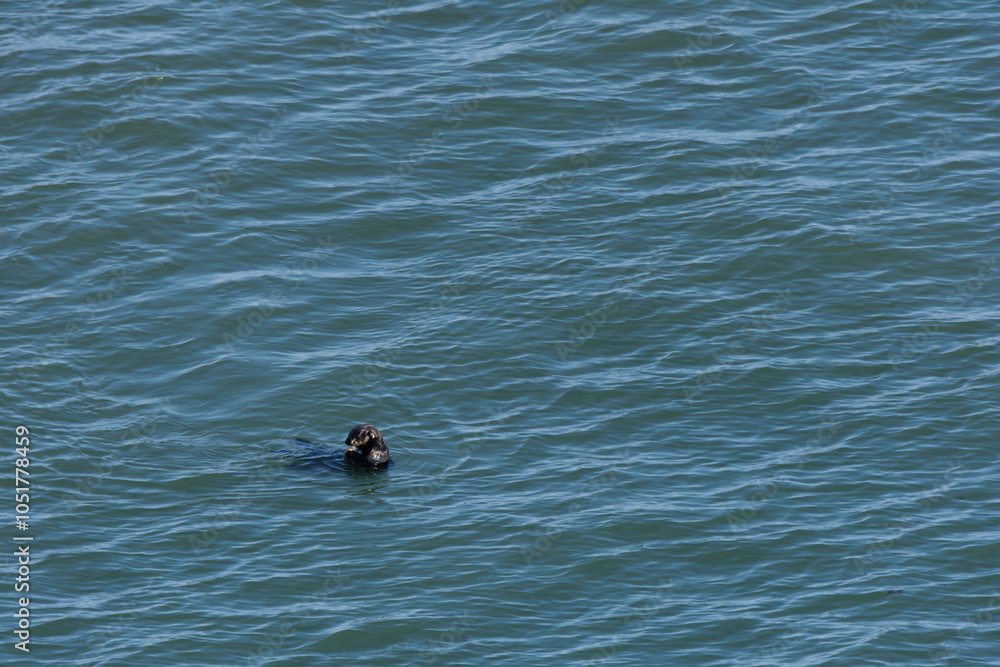 Fototapeta premium 北海道 野生のラッコ