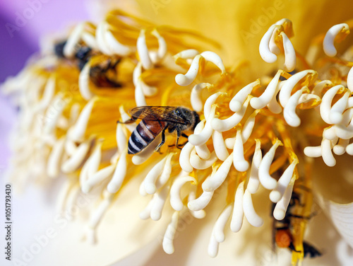 Close-up of swarm of bees on lotus pollen, macro