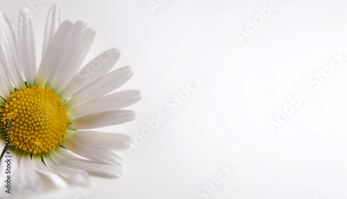 Symphyotrichum ericoides flower on side position provides copy space for text. background concept isolated white photo