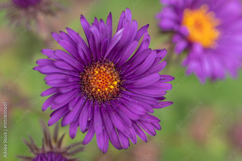 Fototapeta premium Purple New England aster bloom 1