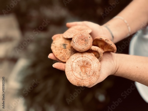 Niscalo mushroom freshly picked from the forest. Lactarius deliciosus.
 photo