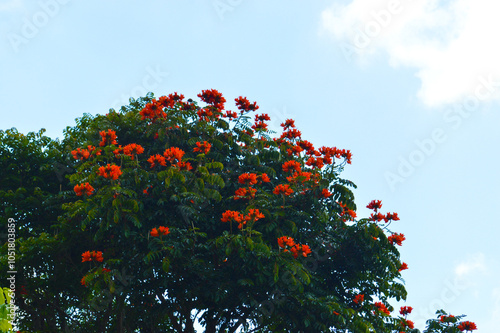 The lush green canopy of an African Tulip Tree (Spathodea campanulata) adorned with striking orange flowers, creating a stunning natural display against a clear blue sky. photo