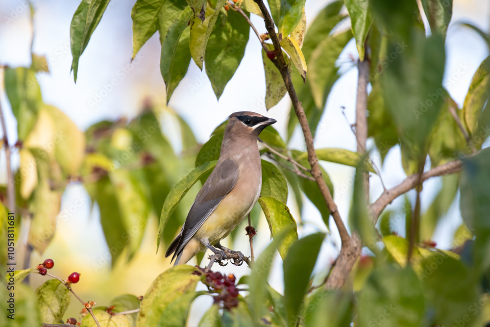 Obraz premium Cedar waxwing