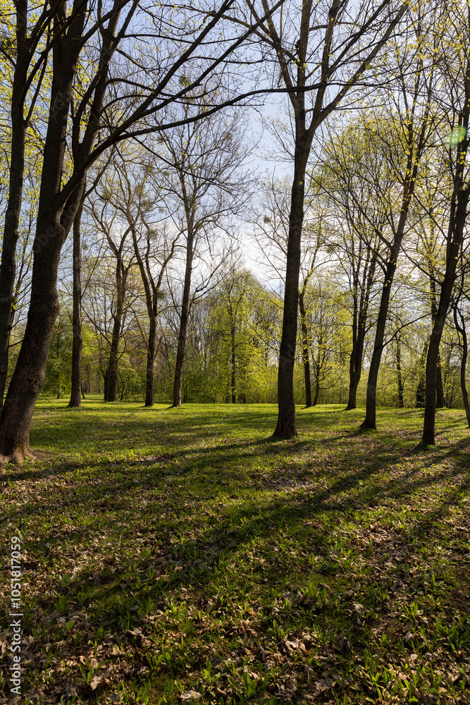 Naklejka premium deciduous trees in the park in spring in sunny weather
