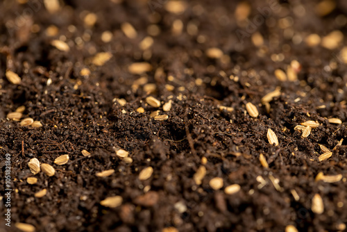 seeds of one carrot variety sown in fertile soil