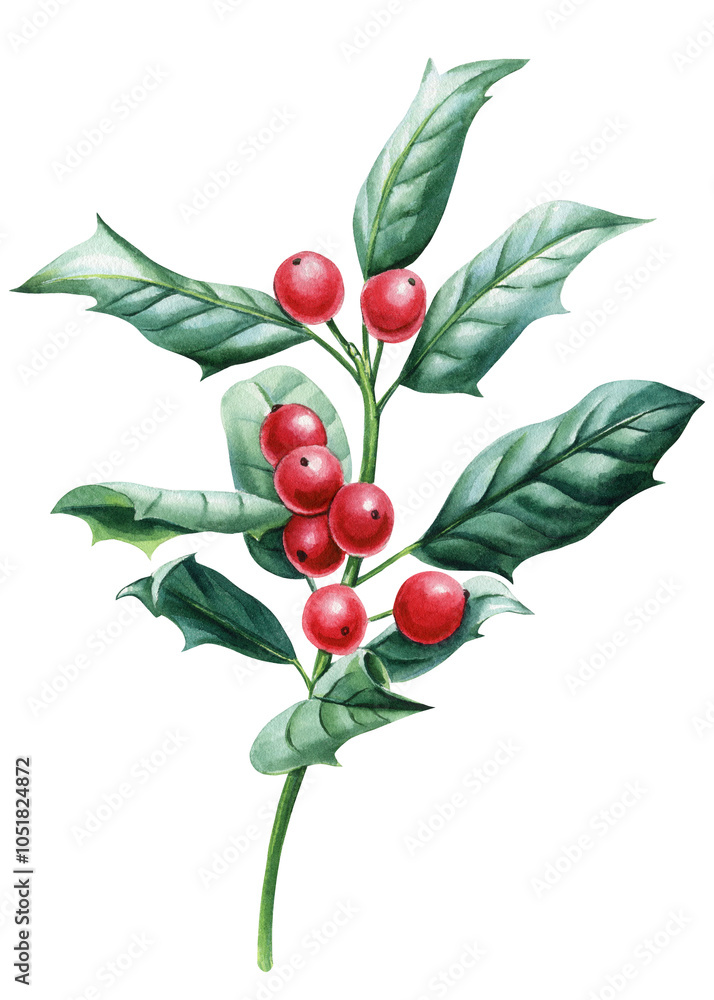 Obraz premium Festive holiday watercolor botanical illustration. Christmas holly, green branch, red berries. Winter greenery isolated