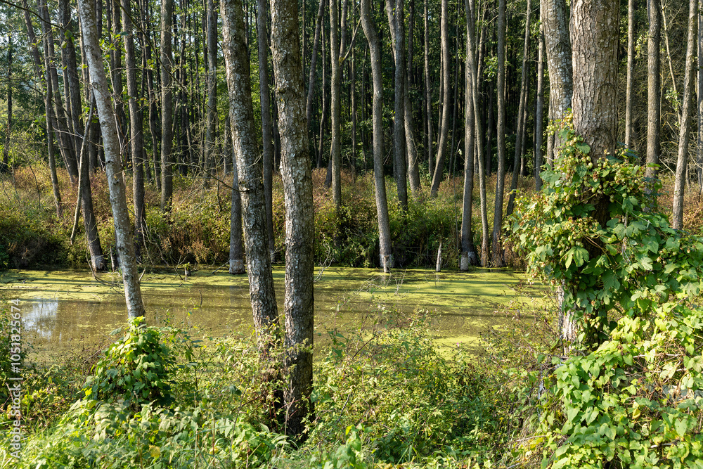 grass and trees in the swamp in the summer