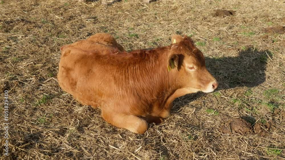 A young cute brown calf of a purebred Limousin beef cow with tags on ...