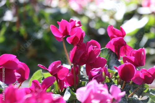 close up of Florist cyclamen