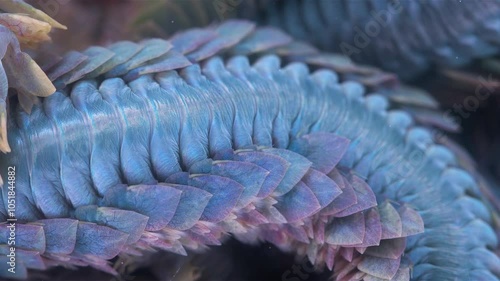 Worm Polychaeta Nereis virens (Alitta virens) from family Nereididae close-up. Many beautiful worms squirm. White Sea photo