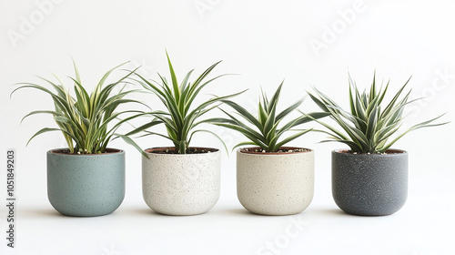 Spider plant in a pot collection isolated on white background