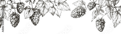 Set of Hand Drawn Hop Humulus Lupulus Line Art Engraving Style Vector Illustration Collection