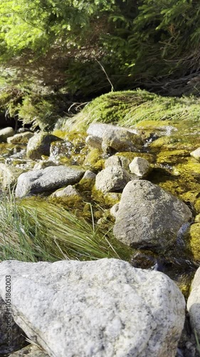 stream in the forest