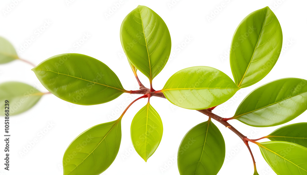Fresh green bay leaves, twig isolated on white, clipping isolated with white highlights, png Fresh green bay leaves, twig isolated on white, clipping isolated with white highlights, png