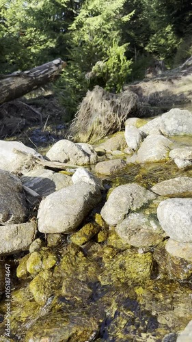 mountain river in the forest