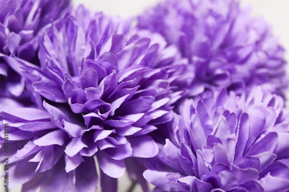 Obraz premium close up of purple flower background