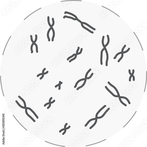 Metaphse chromosome