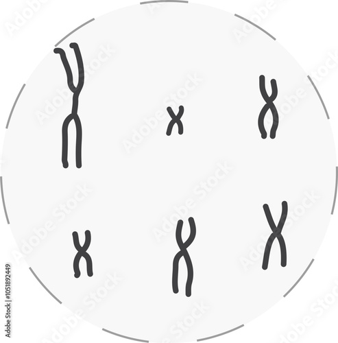 Metaphase chromosomes under microscope