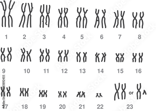 Metaphase chromosomes Karyogram/ Human Karyogram