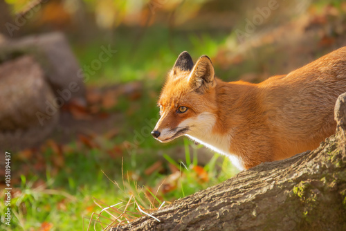 Portrait of a red fox sitting behind a tree on a sunny autumn day, photo hunting, observation of the life of animals in their natural habitat.