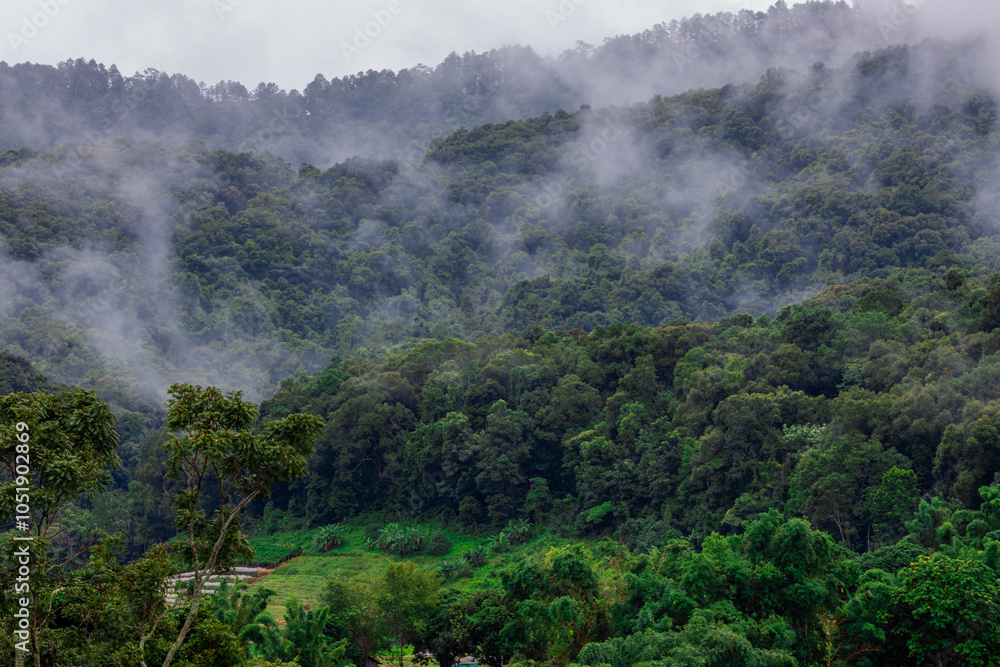 Fototapeta premium The natural background of the mountain atmosphere, green rice fields and many kinds of plants surrounding, rainbow and a walkway to see the completeness of the ecosystem.
