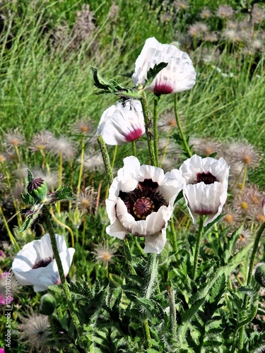 Fotografi White ornamental poppies in a meadow.