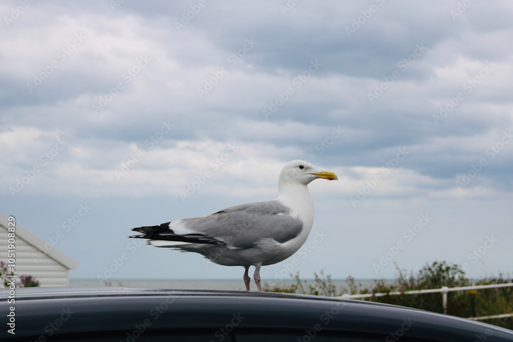 Seagull standing on car with blue grey sky background Seagull standing on car with blue grey sky background