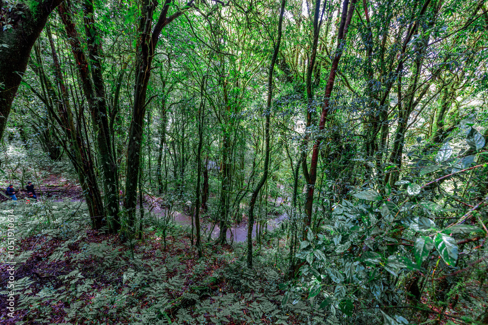 Obraz premium panoramic background of high mountain scenery, overlooking the atmosphere of the sea, trees and wind blowing in a cool blur, spontaneous beauty