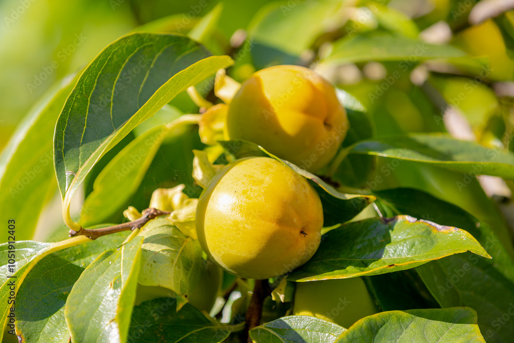 Obraz premium Selective focus of Kaki fruits about to ripe hanging on the tree with green leaves, Diospyros kaki, The Oriental Japanese persimmon, Widely cultivated species of the genus Diospyros, Nature background