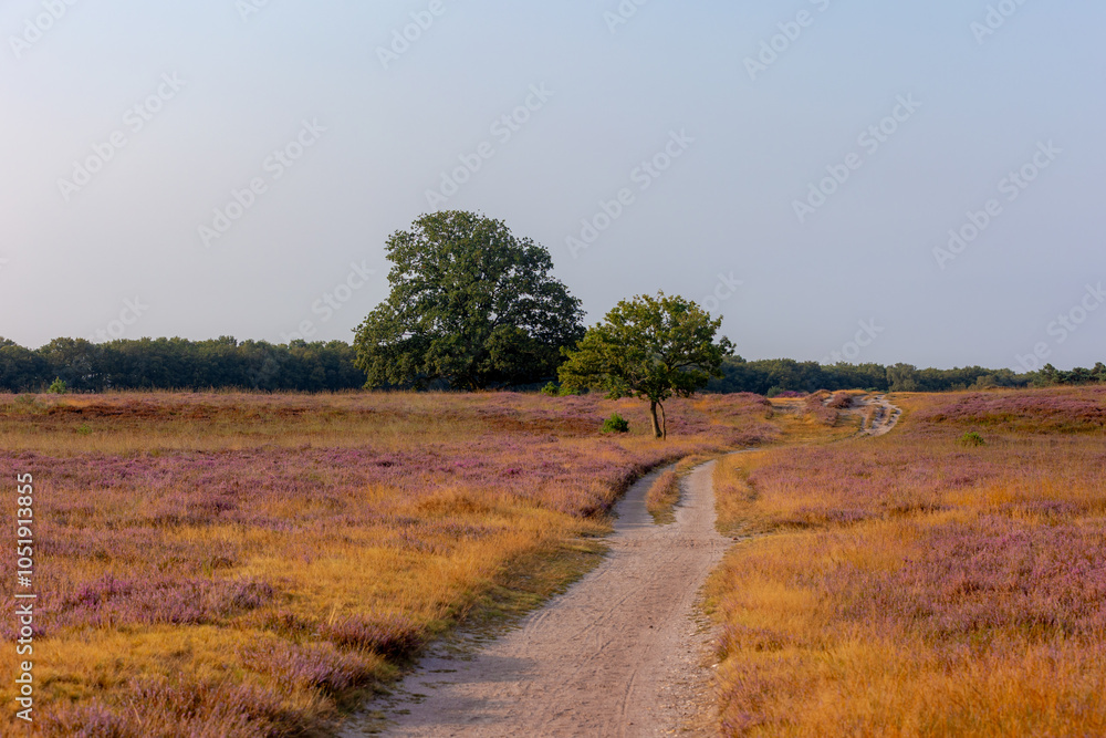 Obraz premium Nature landscape, Purple flowers with trees, Flowering Calluna vulgaris (Heide, Heather or Ling) The sole species in the genus Calluna in the family of Ericaceae, Bussumerheide, Hilversum, Netherlands