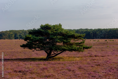 Nature landscape, Purple flowers with trees, Flowering Calluna vulgaris (Heide, Heather or Ling) The sole species in the genus Calluna in the family of Ericaceae, Bussumerheide, Hilversum, Netherlands photo