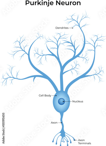 Purkinje Neuron Vector Illustration