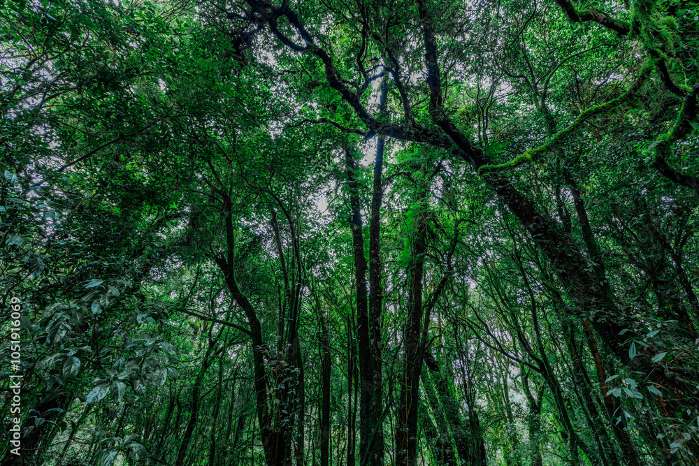 panoramic background of high mountain scenery, overlooking the atmosphere of the sea, trees and wind blowing in a cool blur, spontaneous beauty panoramic background of high mountain scenery, overlooking the atmosphere of the sea, trees and wind blowing in a cool blur, spontaneous beauty