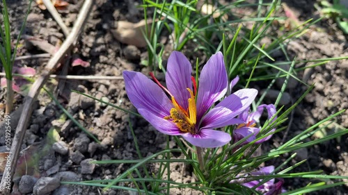 Eine Biene bestäubt die Safranblüte. Schöne Nahaufnahme im herbstlichen Sonnenstrahlen.