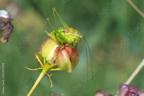 Close-up footage of green grasshopper standing on green leaf. photo