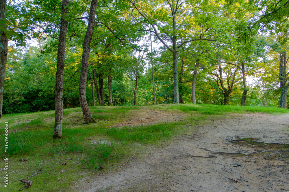 Obraz premium Sunlit Forest Path in Summer