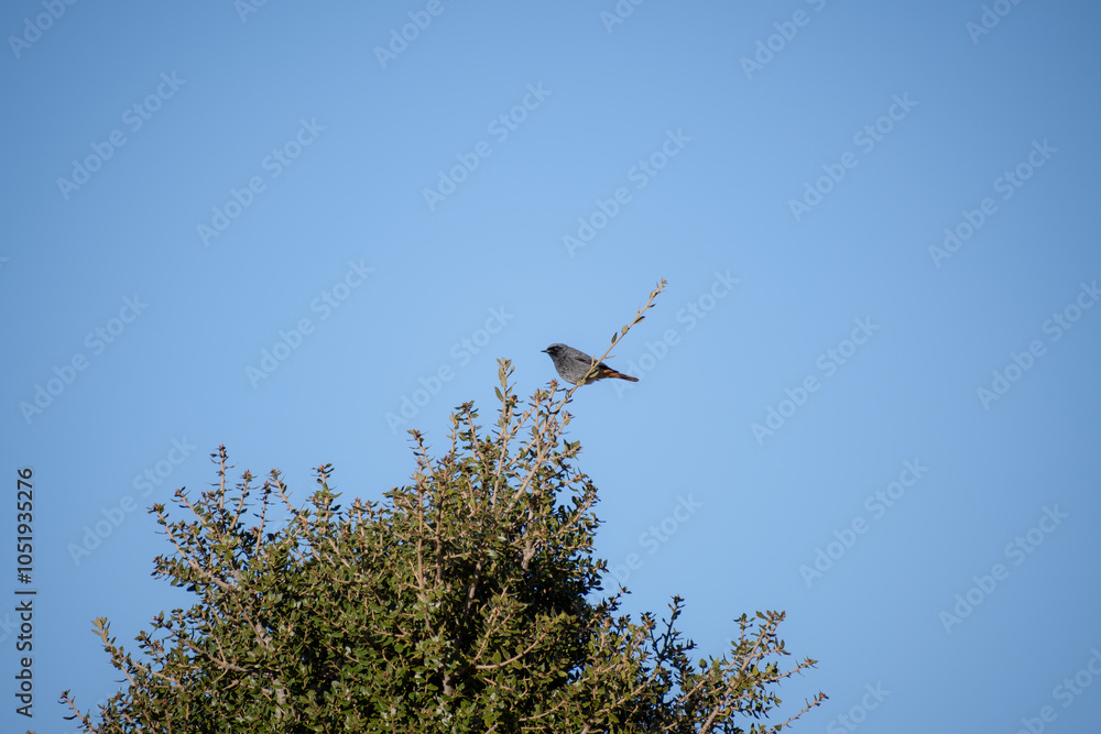 Close up photo of a male redstart bird on a branch. Blue sky at the background. Close up photo of a male redstart bird on a branch. Blue sky at the background.