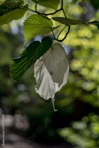 closeup of flora and fauna