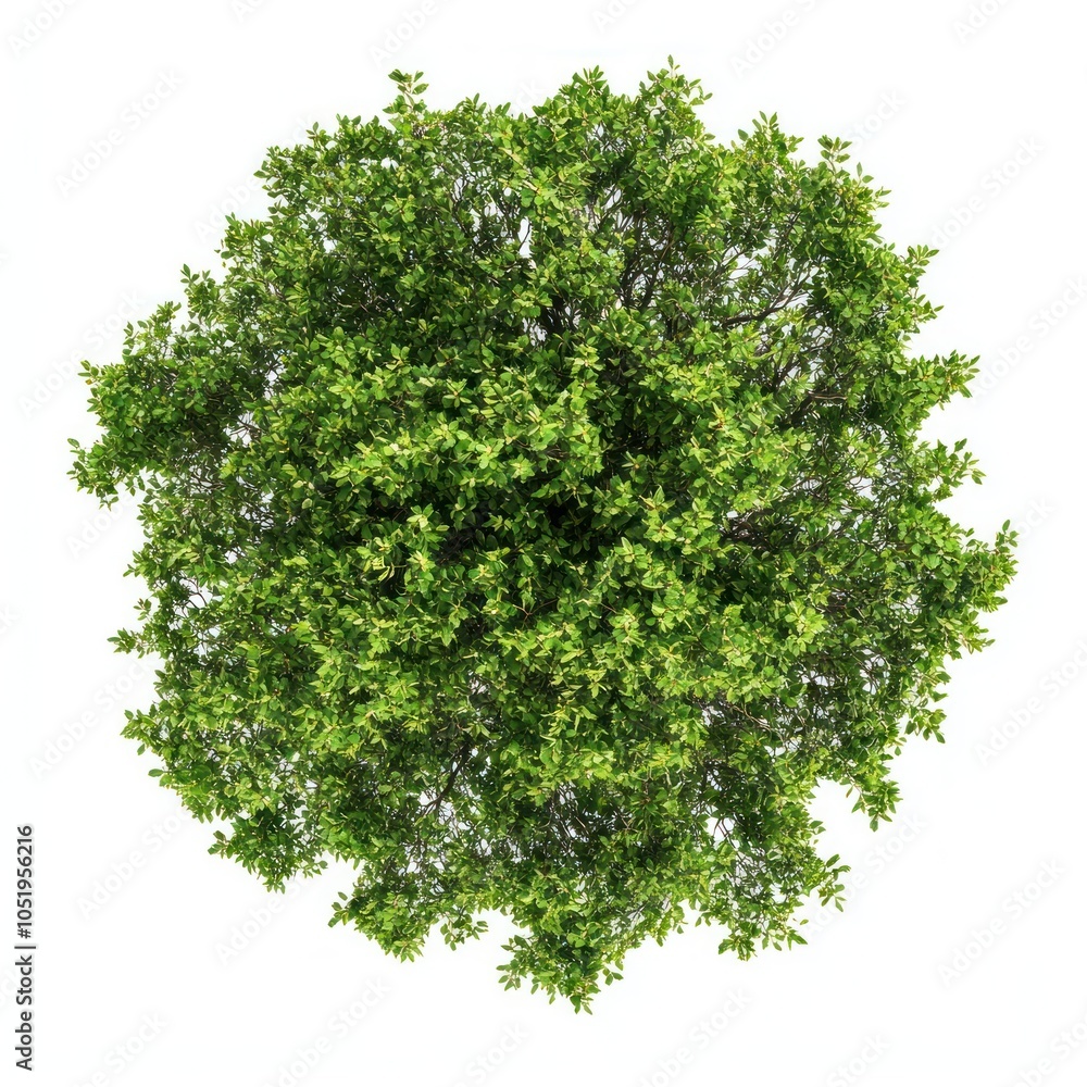 Obraz premium Lush green tree top view